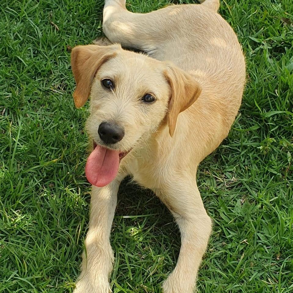 Netuno, cachorro de porte médio para adoção em São Paulo - SP — foto 3 de 8