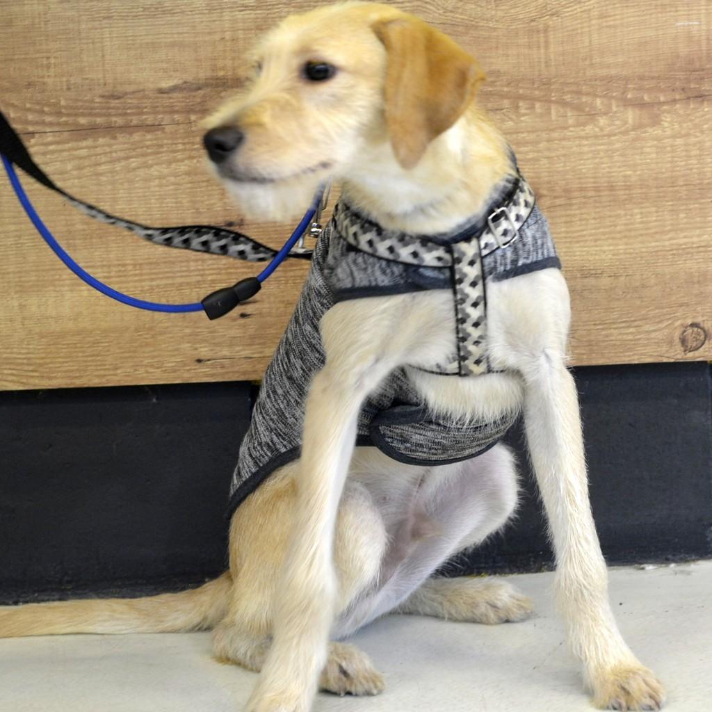 Netuno, cachorro de porte médio para adoção em São Paulo - SP — foto 4 de 8