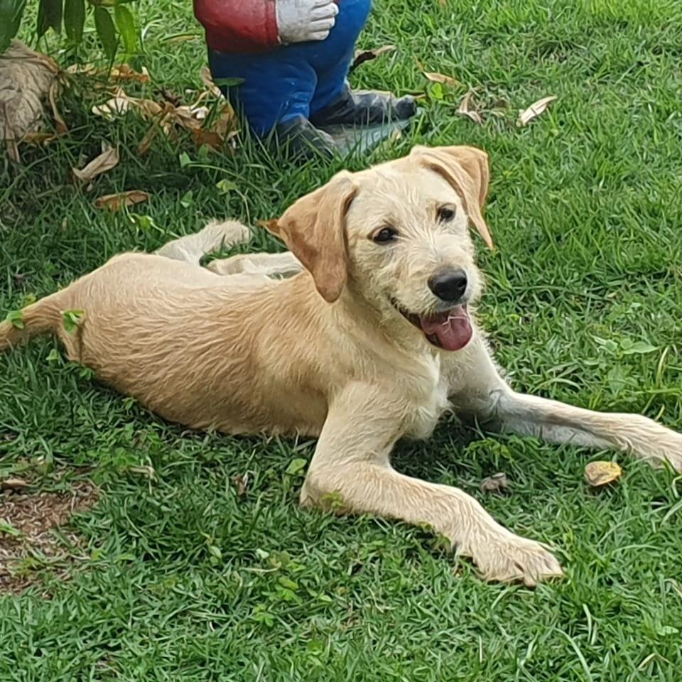 Netuno, cachorro de porte médio para adoção em São Paulo - SP — foto 5 de 8