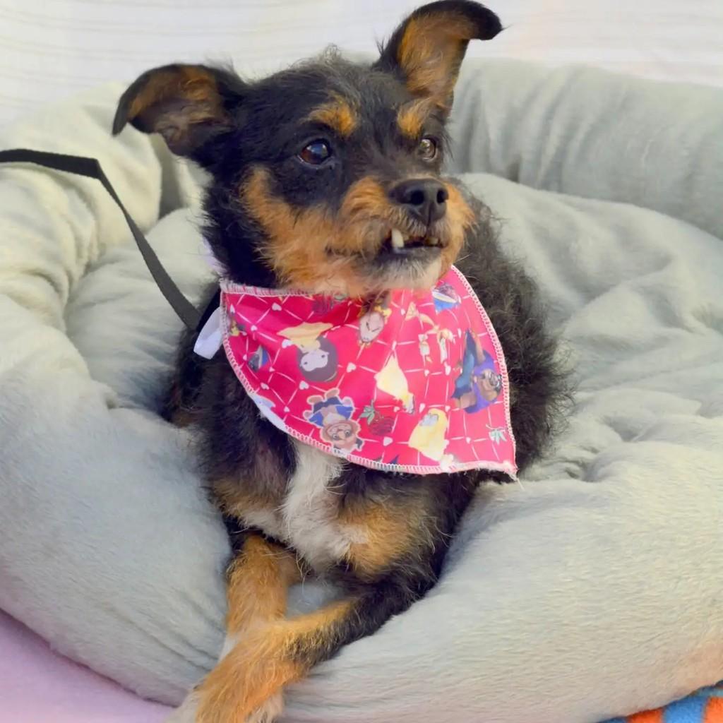Iris, cachorro de porte pequeno para adoção em São Paulo - SP