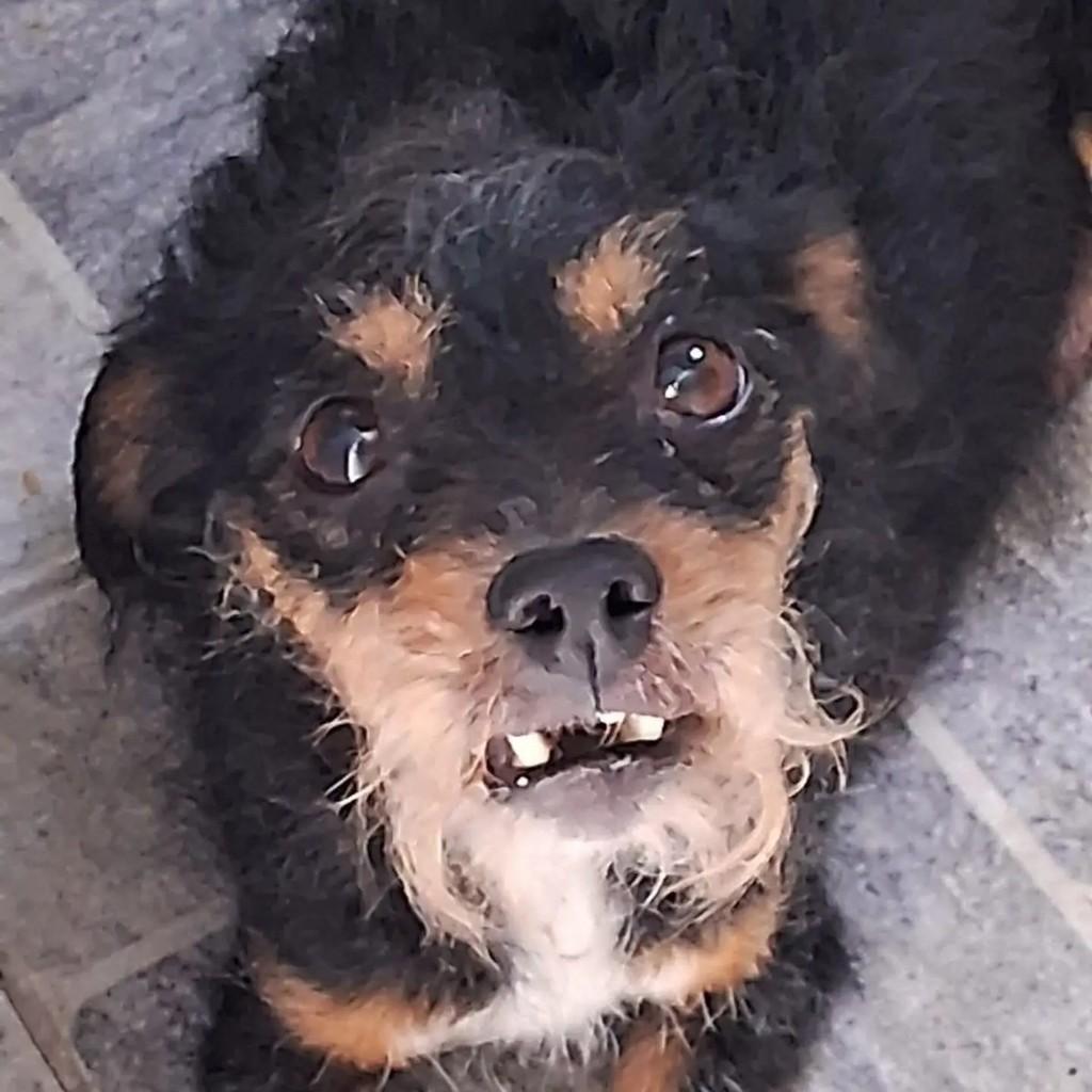 Iris, cachorro de porte pequeno para adoção em São Paulo - SP — foto 2 de 8