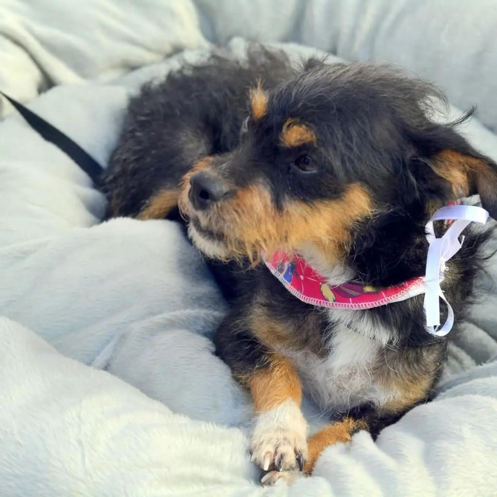Iris, cachorro de porte pequeno para adoção em São Paulo - SP — foto 3 de 8