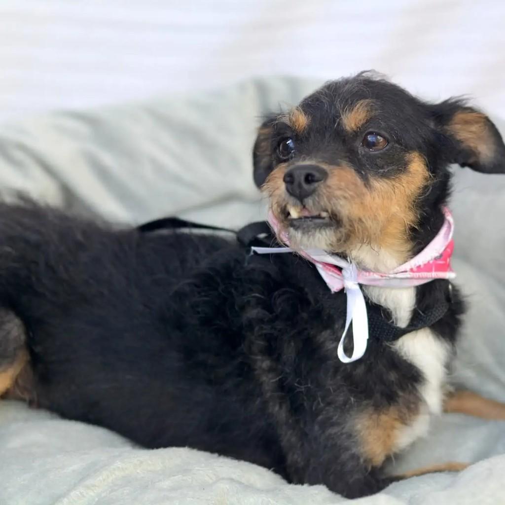 Iris, cachorro de porte pequeno para adoção em São Paulo - SP — foto 4 de 8