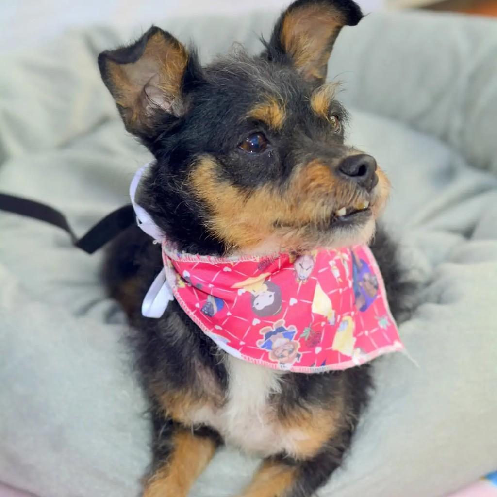 Iris, cachorro de porte pequeno para adoção em São Paulo - SP — foto 5 de 8