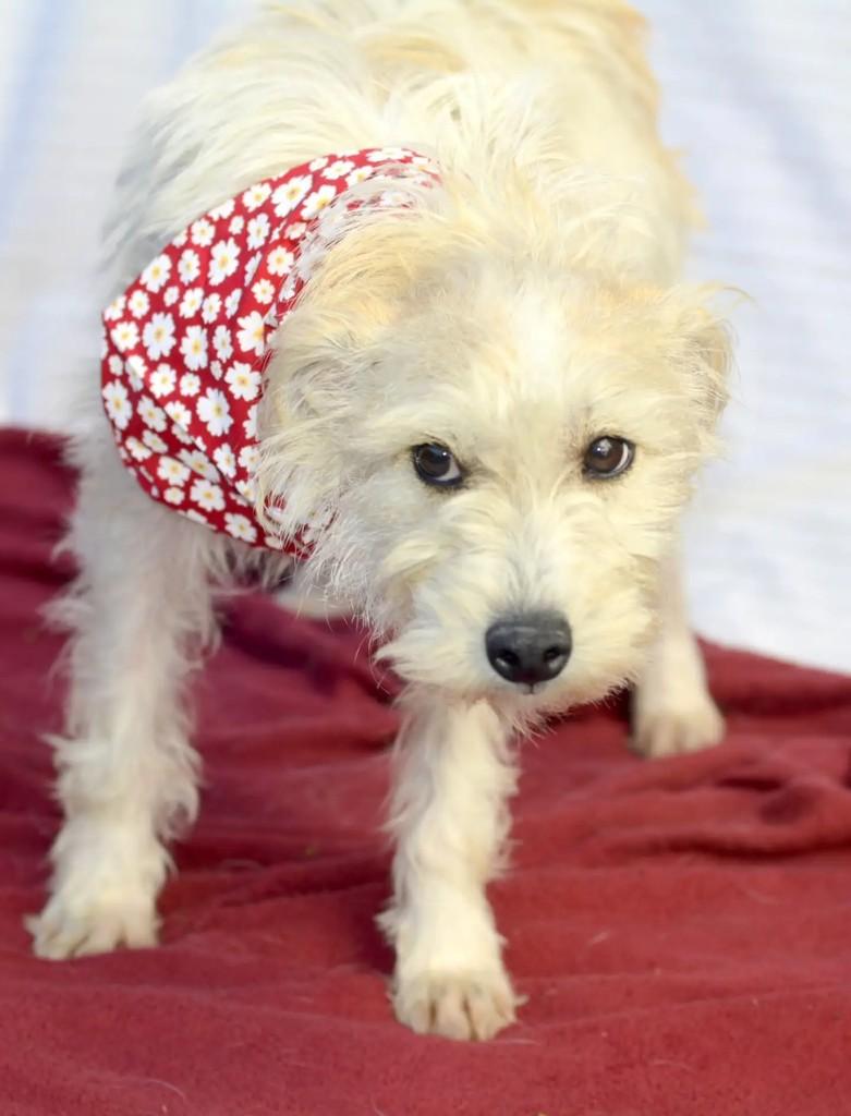 Fiona, cadela de porte pequeno para adoção em São Paulo - SP — foto 2 de 9