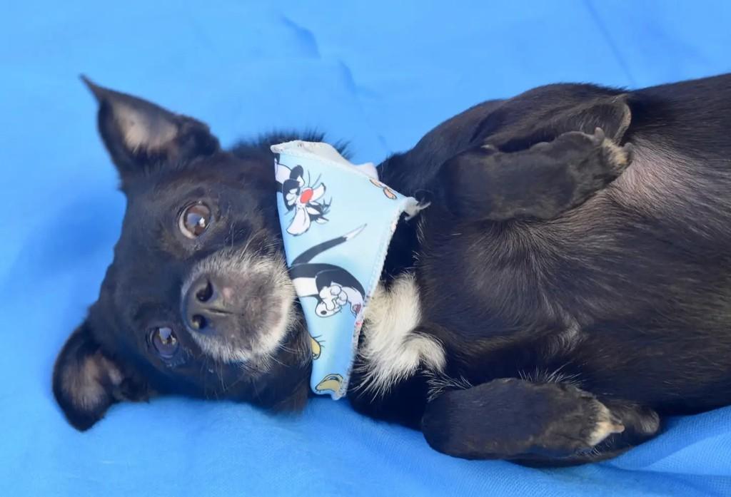 Messi, cachorro de porte pequeno para adoção em São Paulo - SP