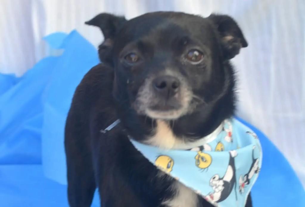Messi, cachorro de porte pequeno para adoção em São Paulo - SP — foto 2 de 10