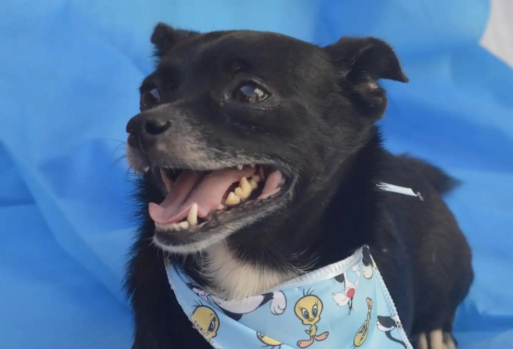 Messi, cachorro de porte pequeno para adoção em São Paulo - SP — foto 3 de 10