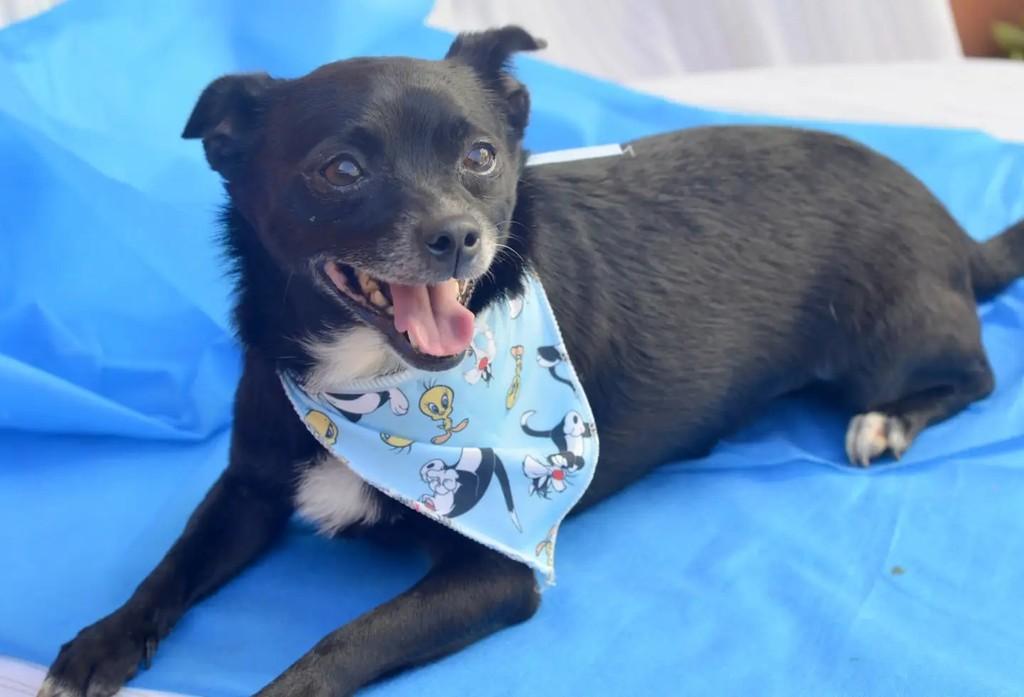 Messi, cachorro de porte pequeno para adoção em São Paulo - SP — foto 4 de 10