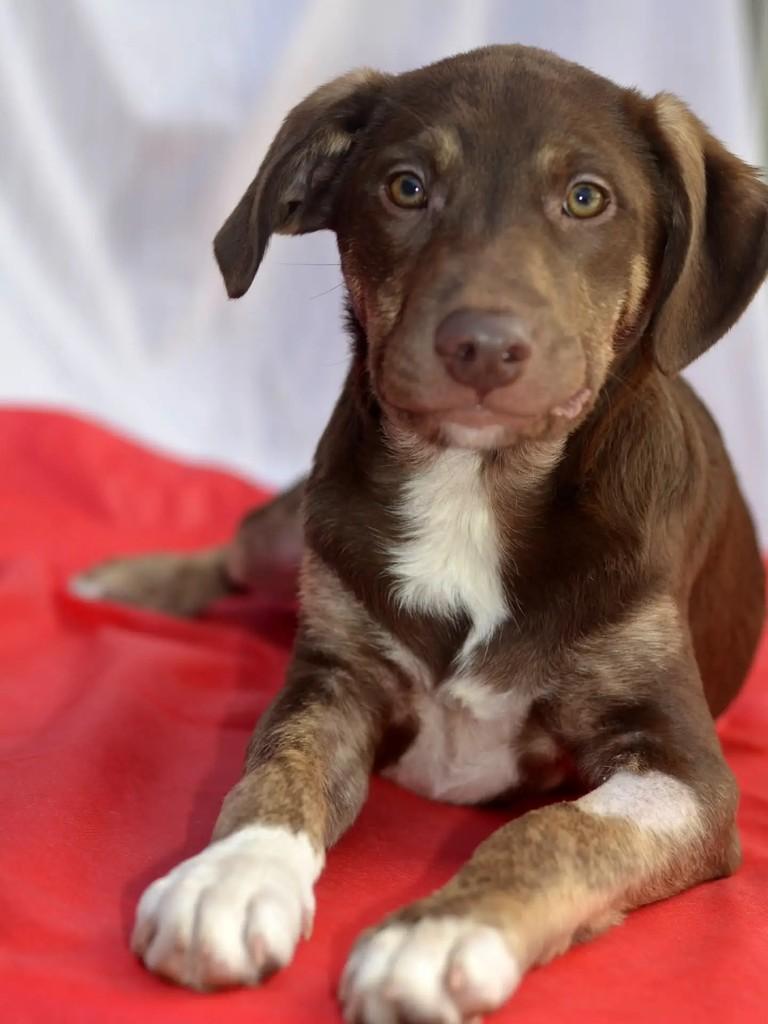Heidi, cadela de porte grande para adoção em São Paulo - SP