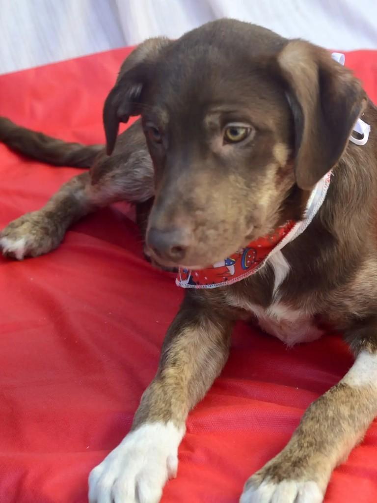 Heidi, cadela de porte grande para adoção em São Paulo - SP — foto 4 de 9
