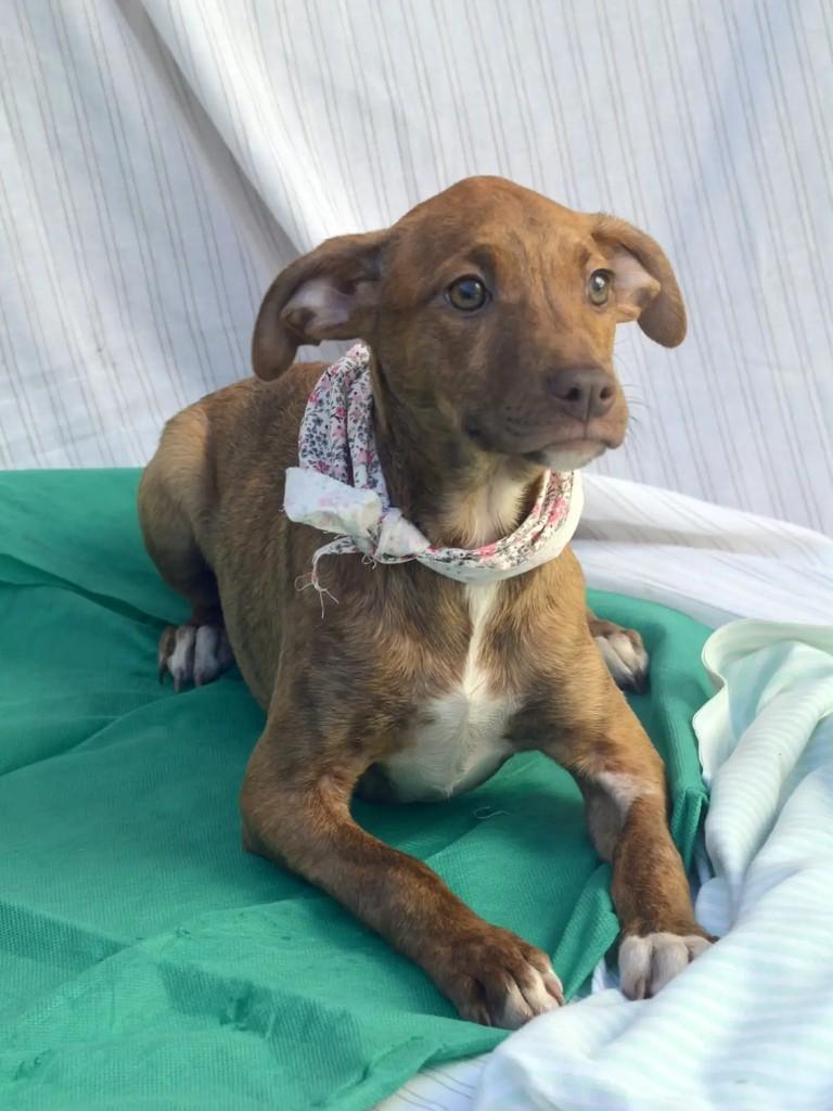 Hope, cadela de porte médio para adoção em São Paulo - SP