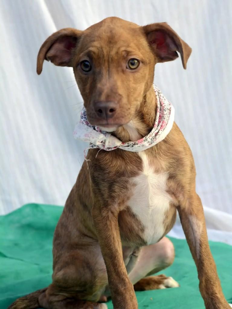 Hope, cadela de porte médio para adoção em São Paulo - SP — foto 2 de 10