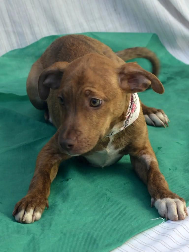 Hope, cadela de porte médio para adoção em São Paulo - SP — foto 3 de 10