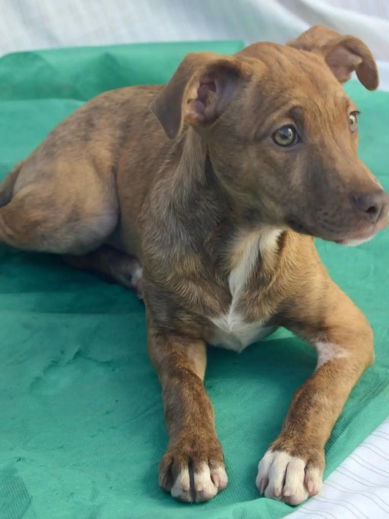 Hope, cadela de porte médio para adoção em São Paulo - SP — foto 4 de 10