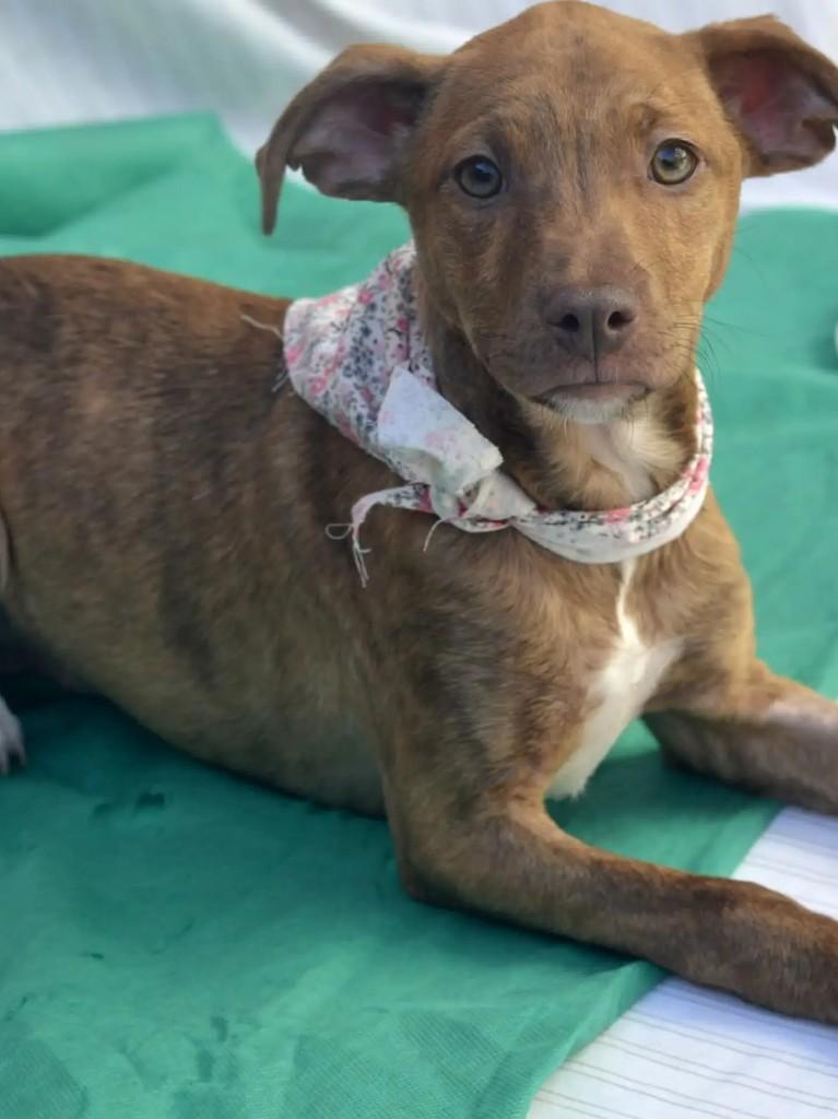 Hope, cadela de porte médio para adoção em São Paulo - SP — foto 5 de 10
