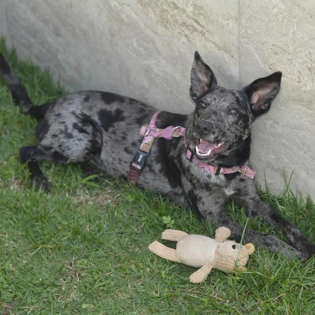 Gisele, cadela de porte pequeno para adoção em São Paulo - SP