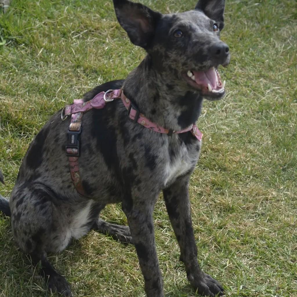 Gisele, cadela de porte pequeno para adoção em São Paulo - SP — foto 5 de 5