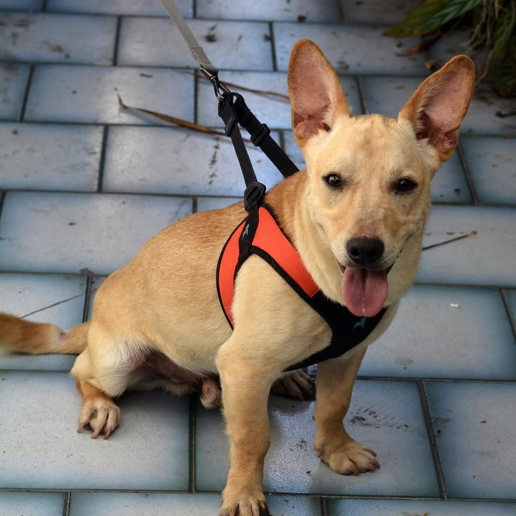Toddy, cachorro de porte médio para adoção em São Paulo - SP