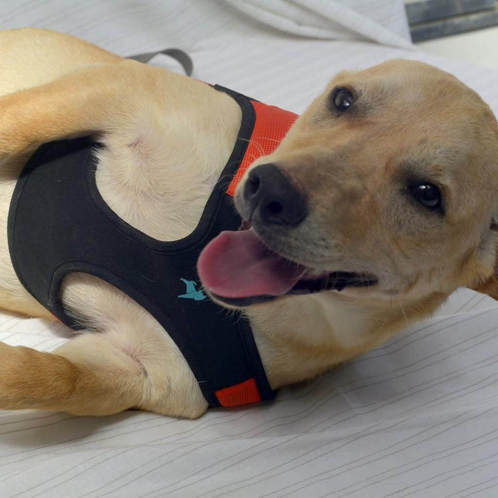 Toddy, cachorro de porte médio para adoção em São Paulo - SP — foto 2 de 10