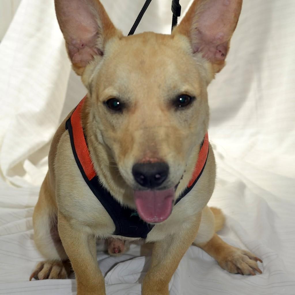 Toddy, cachorro de porte médio para adoção em São Paulo - SP — foto 3 de 10
