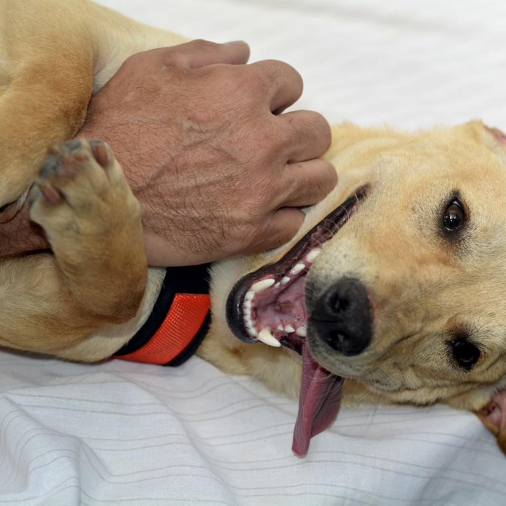 Toddy, cachorro de porte médio para adoção em São Paulo - SP — foto 4 de 10