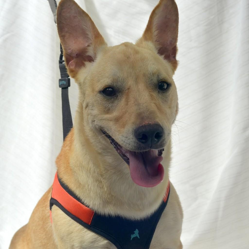 Toddy, cachorro de porte médio para adoção em São Paulo - SP — foto 5 de 10