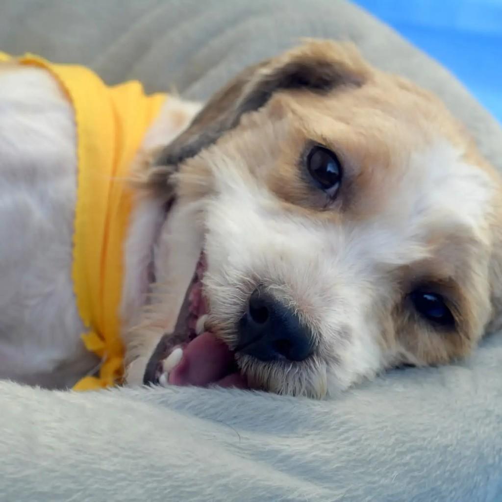 Nathan, cachorro de porte pequeno para adoção em São Paulo - SP