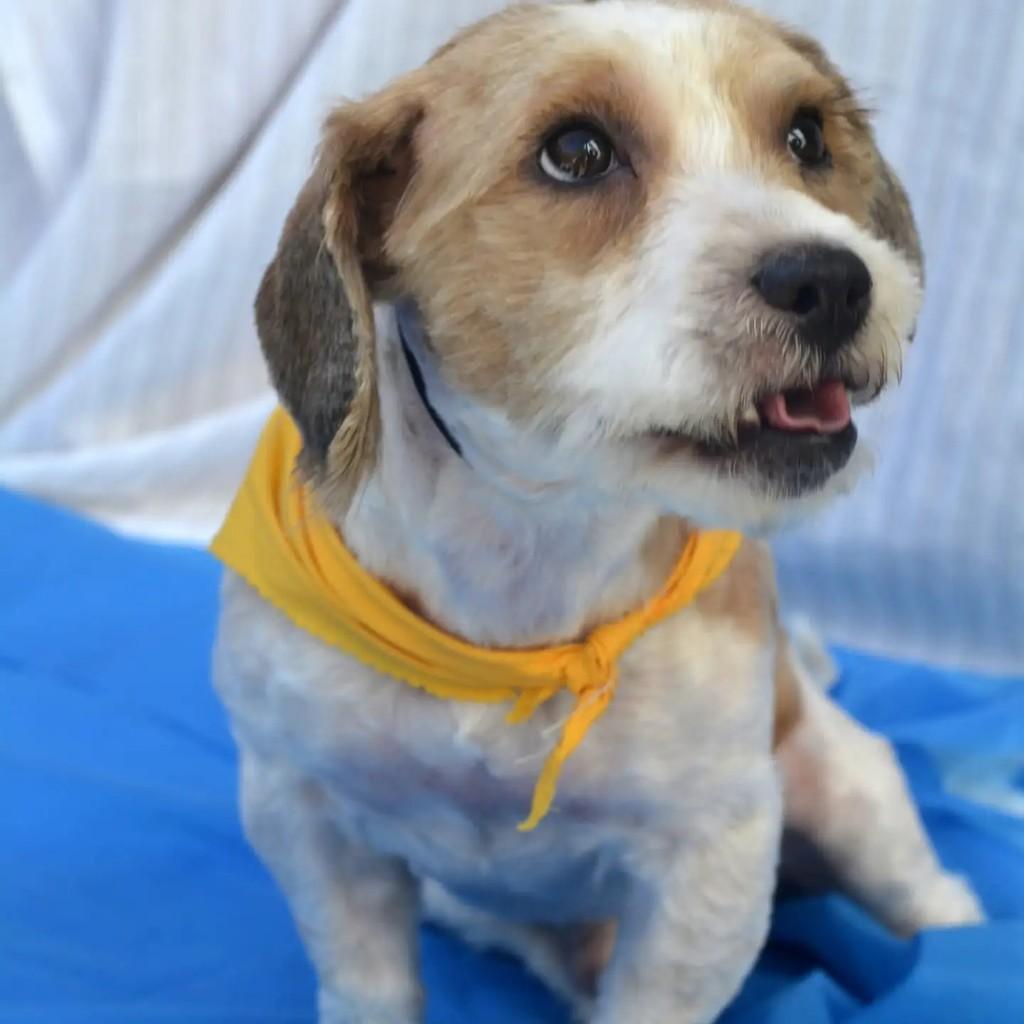 Nathan, cachorro de porte pequeno para adoção em São Paulo - SP — foto 2 de 10