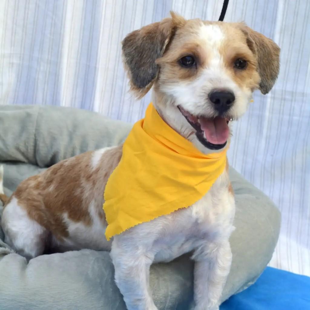 Nathan, cachorro de porte pequeno para adoção em São Paulo - SP — foto 3 de 10