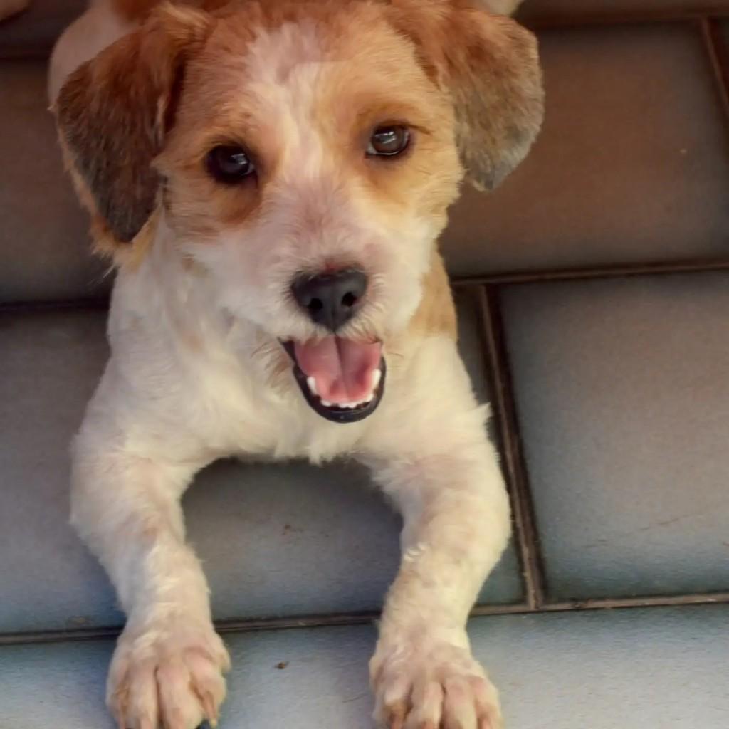 Nathan, cachorro de porte pequeno para adoção em São Paulo - SP — foto 4 de 10