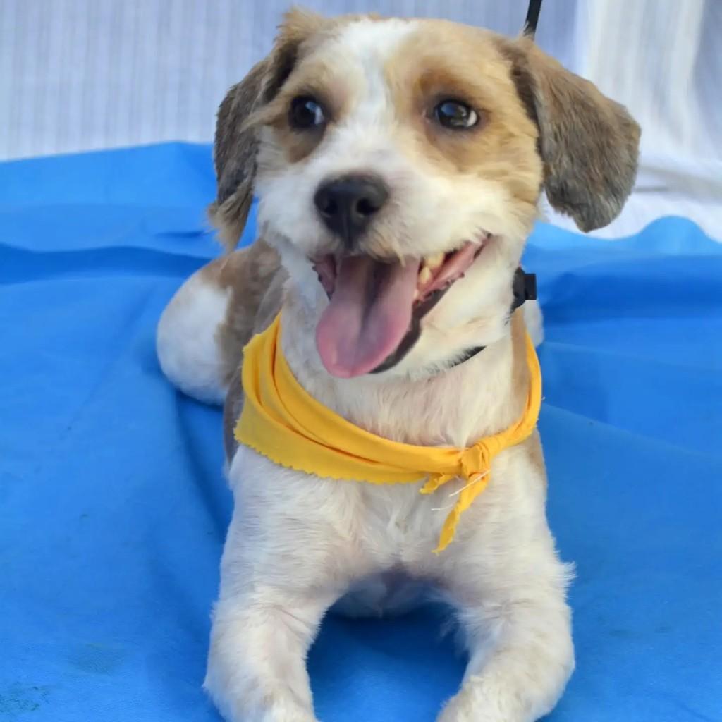 Nathan, cachorro de porte pequeno para adoção em São Paulo - SP — foto 5 de 10