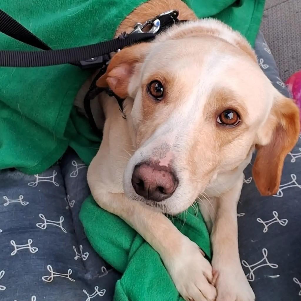 Tony, cachorro de porte médio para adoção em São Paulo - SP