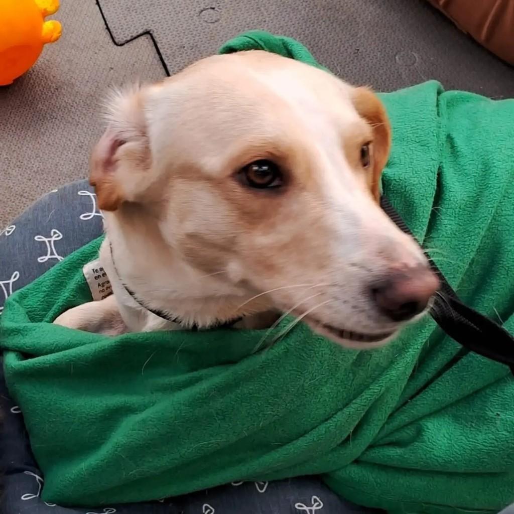 Tony, cachorro de porte médio para adoção em São Paulo - SP — foto 2 de 5