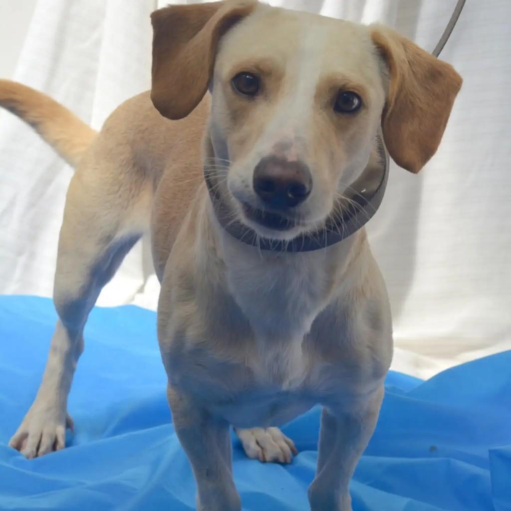 Tony, cachorro de porte médio para adoção em São Paulo - SP — foto 3 de 5