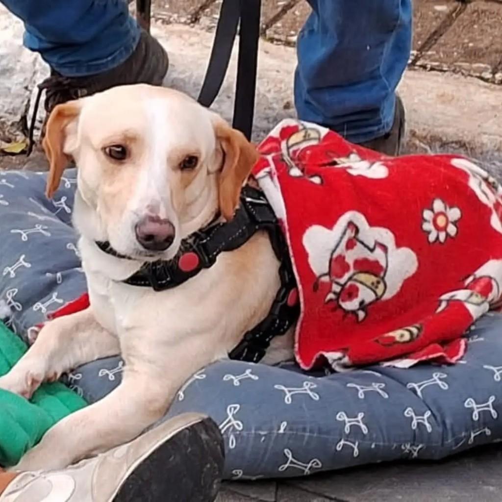 Tony, cachorro de porte médio para adoção em São Paulo - SP — foto 4 de 5