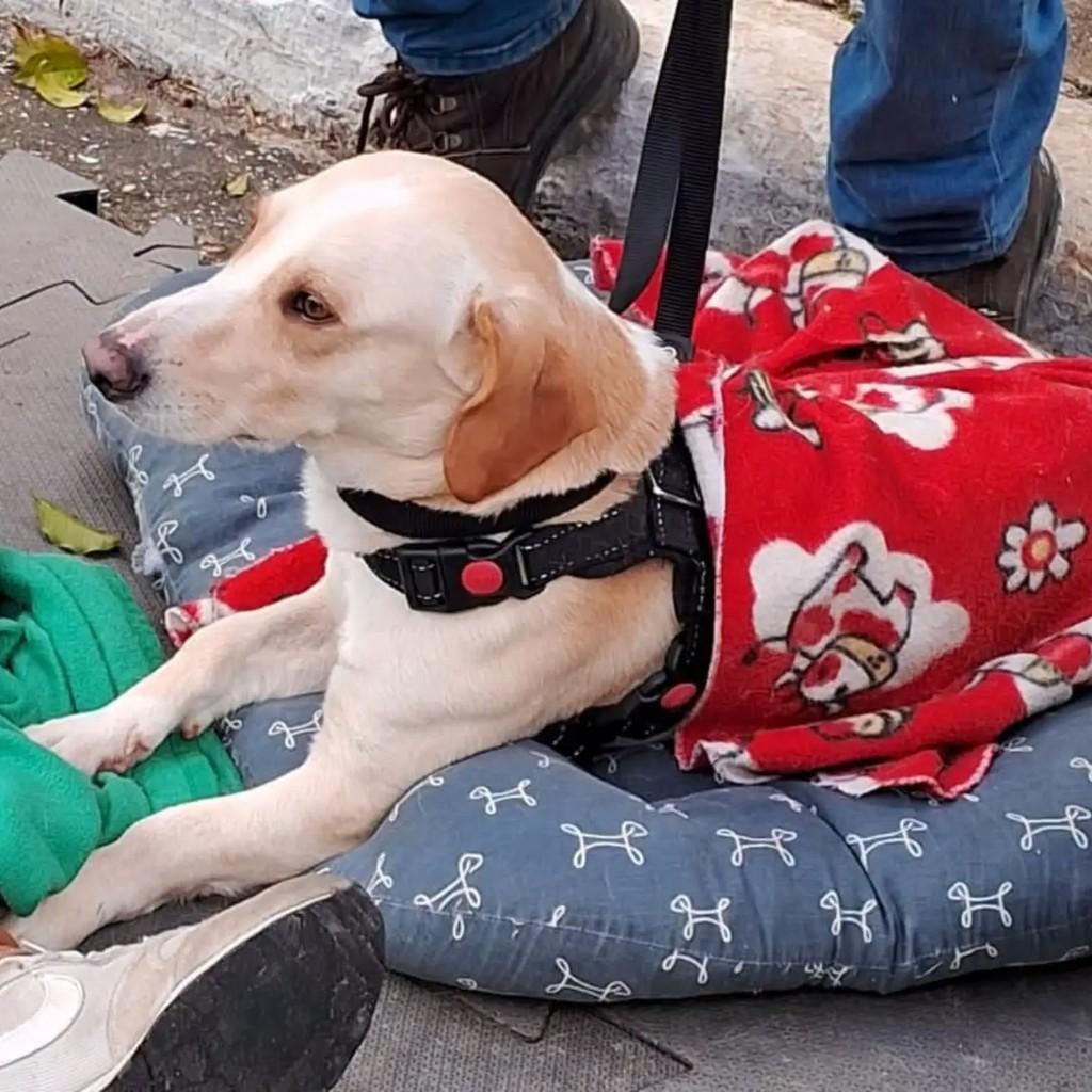 Tony, cachorro de porte médio para adoção em São Paulo - SP — foto 5 de 5