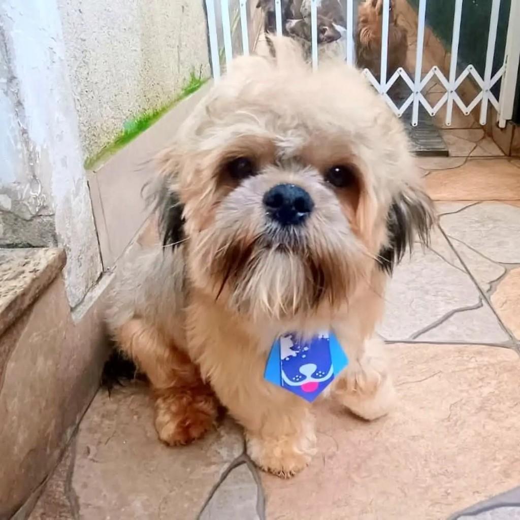 Max, cachorro de porte pequeno para adoção em São Paulo - SP