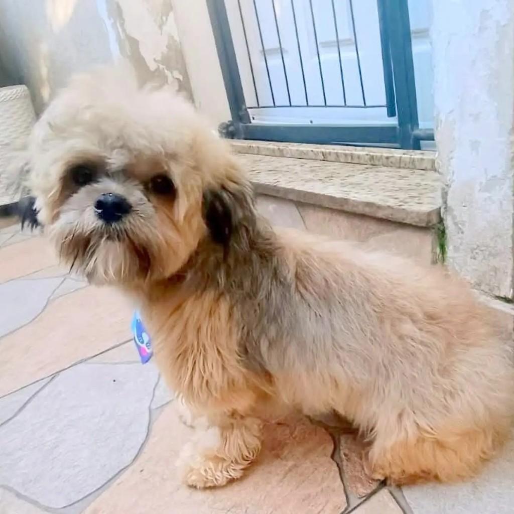 Max, cachorro de porte pequeno para adoção em São Paulo - SP — foto 2 de 7