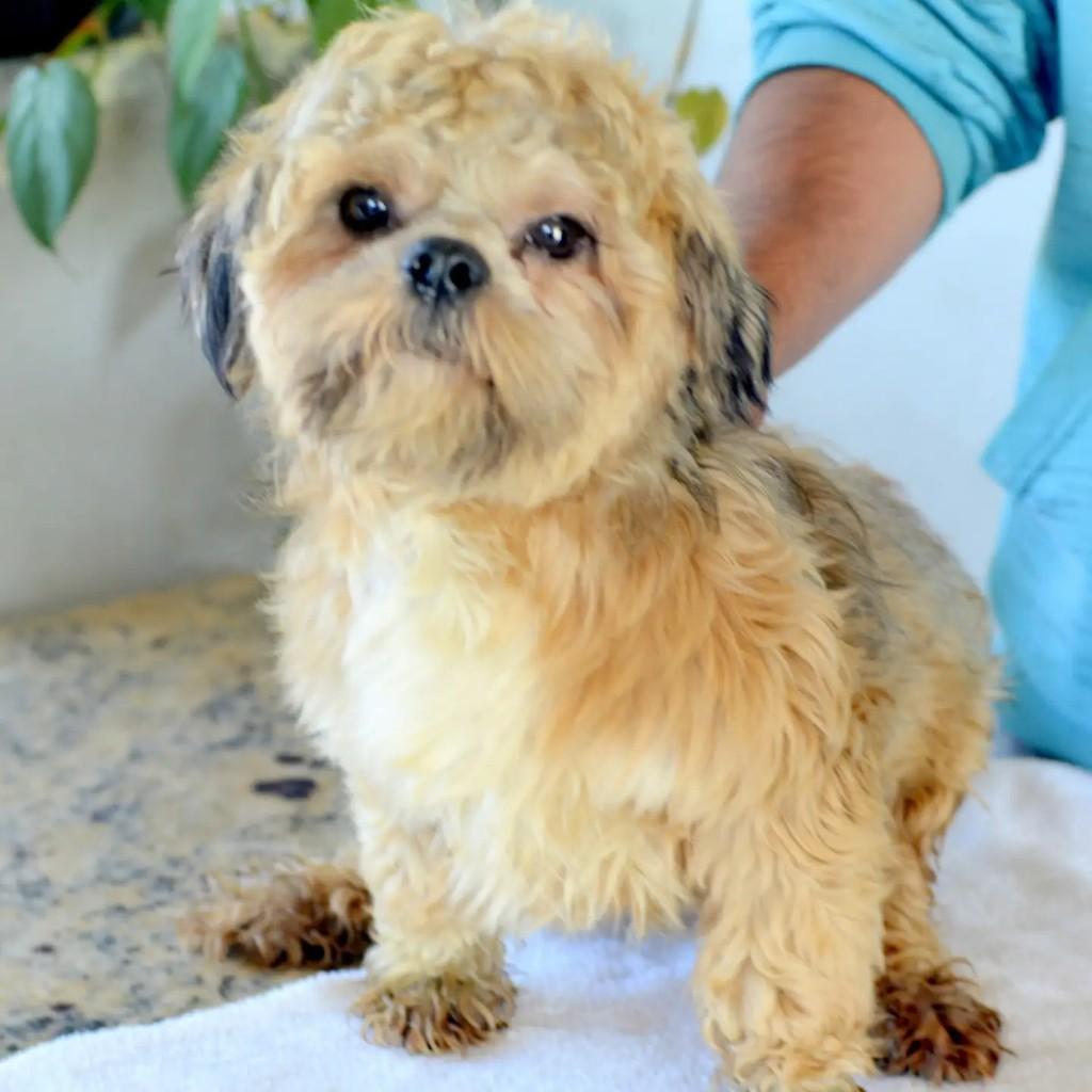Max, cachorro de porte pequeno para adoção em São Paulo - SP — foto 3 de 7