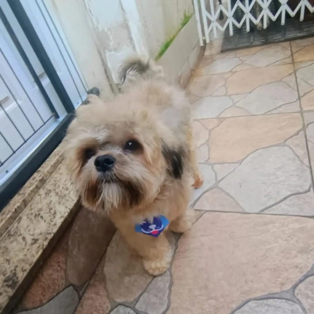 Max, cachorro de porte pequeno para adoção em São Paulo - SP — foto 4 de 7