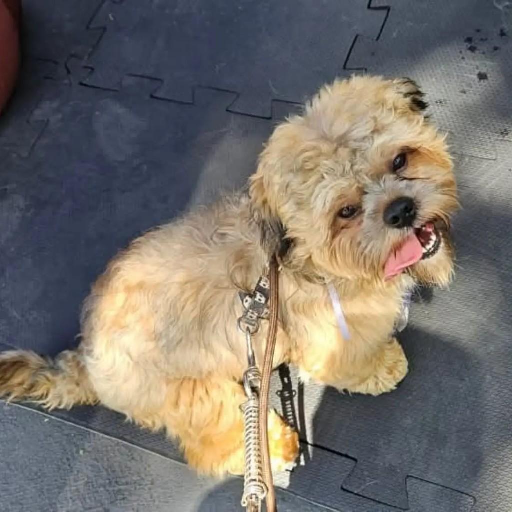 Max, cachorro de porte pequeno para adoção em São Paulo - SP — foto 5 de 7