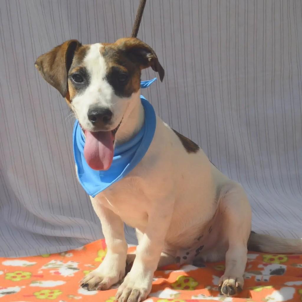 Napoleão, cachorro de porte pequeno para adoção em São Paulo - SP