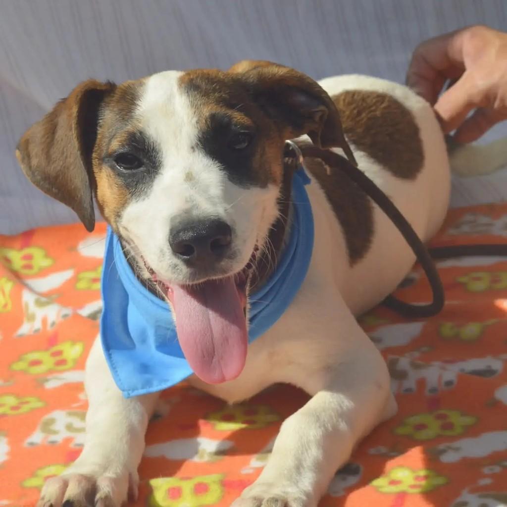 Napoleão, cachorro de porte pequeno para adoção em São Paulo - SP — foto 2 de 9