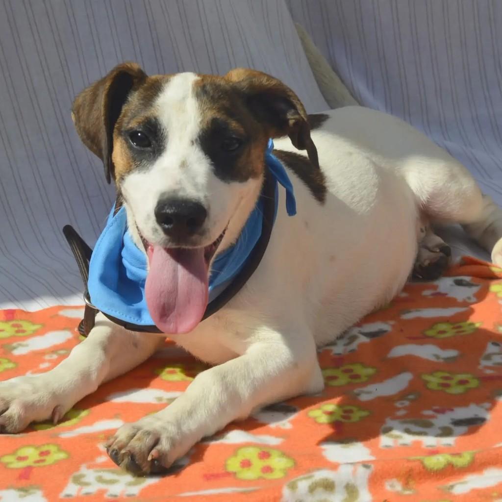 Napoleão, cachorro de porte pequeno para adoção em São Paulo - SP — foto 3 de 9