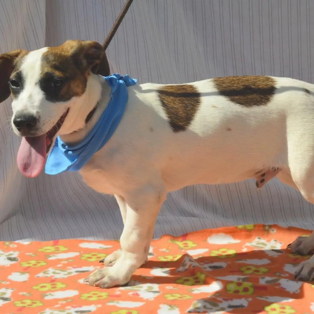 Napoleão, cachorro de porte pequeno para adoção em São Paulo - SP — foto 4 de 9