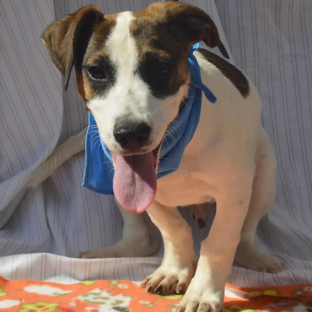 Napoleão, cachorro de porte pequeno para adoção em São Paulo - SP — foto 5 de 9