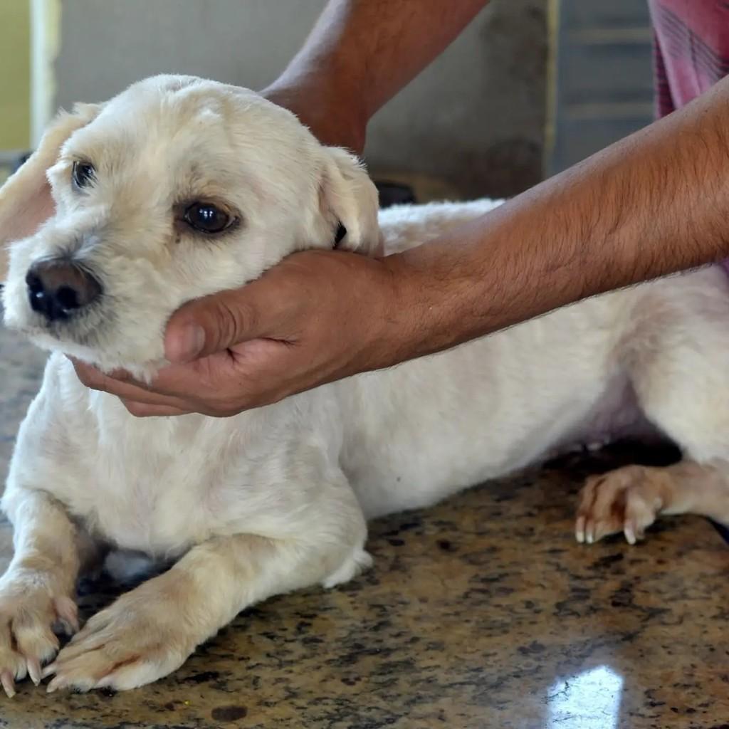 Charles, cachorro de porte pequeno para adoção em São Paulo - SP