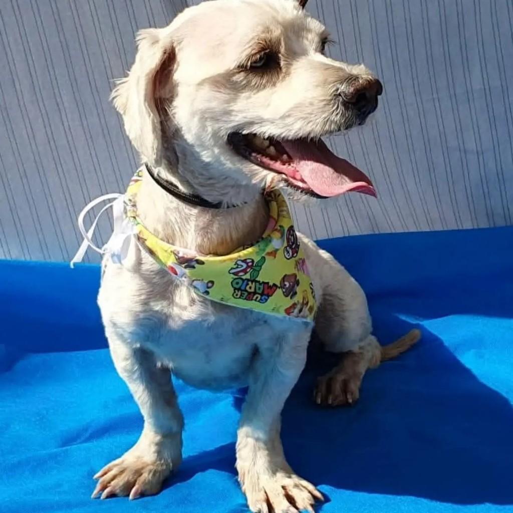 Charles, cachorro de porte pequeno para adoção em São Paulo - SP — foto 2 de 8