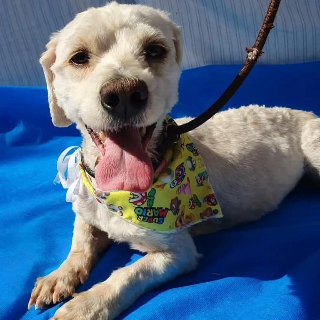 Charles, cachorro de porte pequeno para adoção em São Paulo - SP — foto 3 de 8